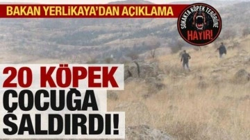 Ankara'da 20 köpek çocuğu parçaladı! Bakan Yerlikaya'dan son dakika açıklaması