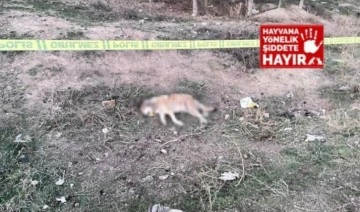 Ankara’da 4 köpek tüfekle katledildi!