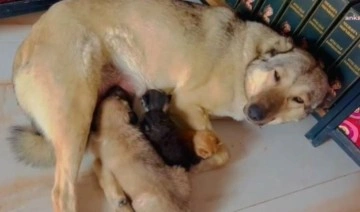 Anne köpek, 3 yavru kediyi böyle sahiplendi