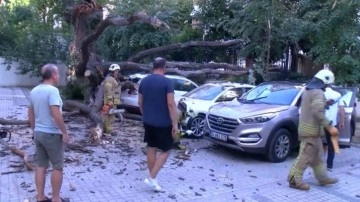 Araçların üstüne devrilen ağaç 41 daireyi icralık yaptı! 262 bin lira isteniyor
