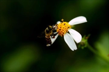 Arı sokması öldürür mü? Ölümcül tehlikesi var mı? Arı sokması durumunda ne yapılması gerekiyor?