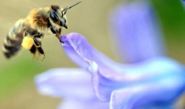 Arı sokması ölüme neden olur mu? Arı sokması durumunda ne yapılmalı?