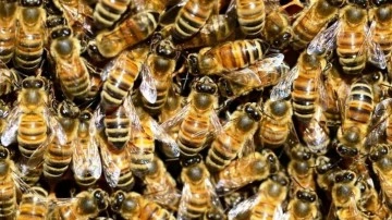 Arı sokması sonunuz olabilir! Yaz aylarında tehlike saçan arı alerjisine karşı uzmanlar uyardı
