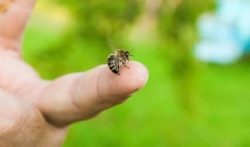 Arı sokmasına bağlı ciddi alerjik reaksiyonlar ölüme sebep olabilir