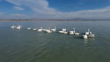 Arin Gölü'nde flamingolar göç etti, yerlerini kuğular aldı
