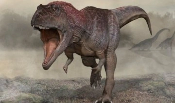 Arjantin'de büyük kafalı ama küçük kollu yeni bir dinozor keşfedildi