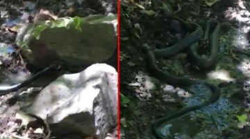 Aşırı sıcaktan dolayı ortaya çıkan dev yılanlar, birbirini yemeye çalıştı