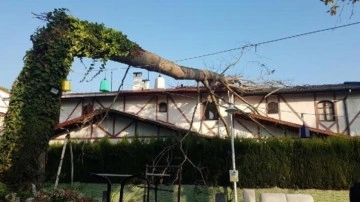 Asırlık çınar ağacı villanın çatısına devrildi
