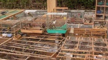 Avlanması yasak kuşların satışına ceza yağdı: 2 Milyon TL