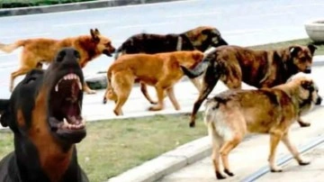 Avrupa, başıboş köpekleri böyle ortadan kaldırdı! 'Sokak Hayvanları Günü' ikiyüzlülüğü!