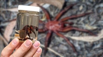 Avustralya'da Onlarca Yıl Yaşayabilen Bir Örümcek Keşfedildi