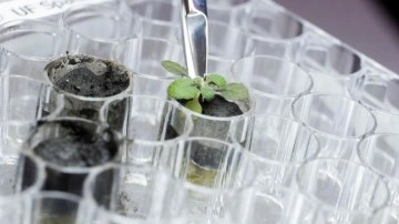 Ayda bitki yetiştirmek için gerekli olan liste: Mikroplar