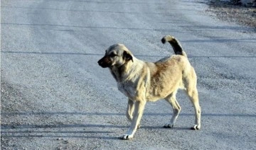 Aydın'da 13 sokak köpeğinin zehirlenmesiyle ilgili 1 kişi gözaltına alındı