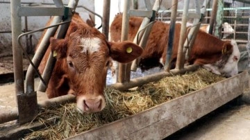 Bakanlık 'özel sektöre kesimlik hayvan ithalatı izni' iddialarını yalanladı
