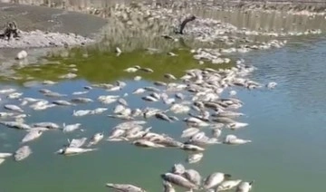 Bakırçay'ın ardından bu kez de Dikili'deki sulama göletinde balık ölümleri görüldü