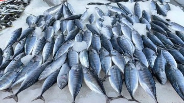 Balık fiyatları yarı yarıya düştü!Hangi balık tezgahlarda kaç para oldu?