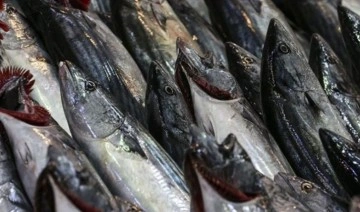 Balıkçılar sezonun ilk günü umduklarını bulamadılar: Palamuttun tanesi 80 lira