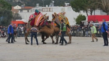 Balıkesir'de develer Güre sahilindeki arenada güreşti!