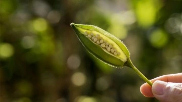 Bamya tohumunun faydaları: Kuru bamya tohumu nasıl kullanılır, bamya tohumunu kiler kullanamaz?