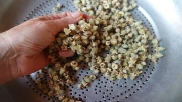 Bamya tohumunun faydaları: Kuru bamya tohumu nasıl kullanılır? Dizler için bamya tohumu...