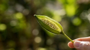 Bamya tohumunun faydaları: Kuru bamya tohumu nasıl kullanılır?