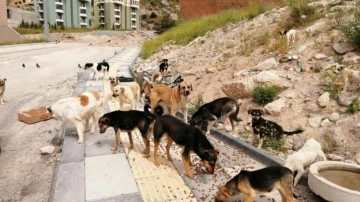 Başıboş köpek sorunu için kritik öneri: Türkiye’ye devasa gelir fırsatı!