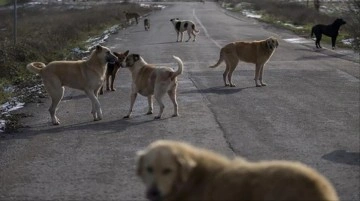 Başıboş köpekler için 3 bakanlık harekete geçti, yeni düzenleme yolda
