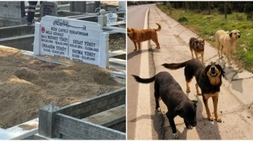 Başıboş köpekler milli güreşçilerin mezarını tahrip etti