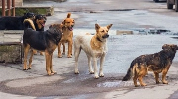 Başıboş köpekler ölümcül hastalık saçıyor! Kuduz vb. vakalar korkunç boyuta ulaştı