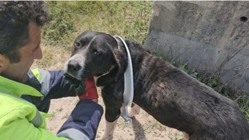 Başını klozet kapağına sıkıştıran köpeği, belediye ekipleri kurtardı
