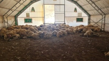 Bayburt'ta kurt saldırısı sonucu 200 koyun telef oldu