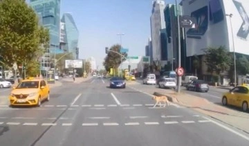 Beşiktaş'ta köpeğe çarpan sürücü yoluna devam etti