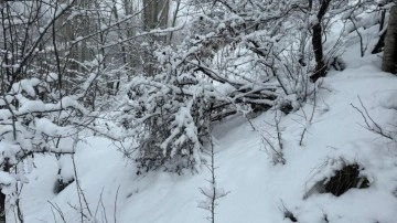 Beytüşşebap'ta ağaç dalları kar ağırlığına dayanamadı