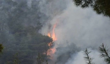 Bilecik'te ormanlık alanda yangın çıktı: Ekipler müdahale ediyor