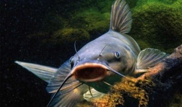 Bilim insanları, genetik mühendisliği kullanarak yeni bir mutant balık türü keşfetti