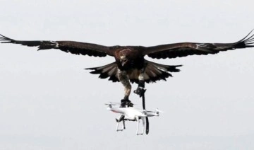 Bilim insanları ölü kuşlarla droneları birleştiriyor