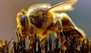 Bin katil arı saldırdı, 250 kez sokuldu: Nasıl hayatta kaldı?