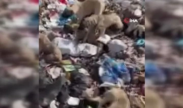 Bingöl'de yavru köpekler iple birbirine bağlanıp çöplüğe atıldı