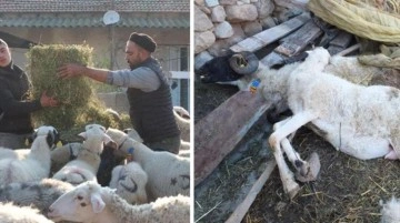 Bir ilimiz panikte! Aniden ortaya çıkan hastalık nedeniyle 160 koyun ve 80 kuzu telef oldu