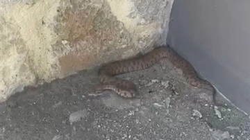Bir ısırığı insanı öldürüyor! En zehirli yılanlardan biri. Tunceli'de görüldü