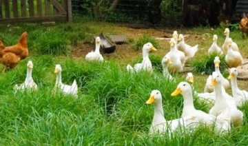 Bir piton, çiftlikteki yüzlerce tavuk ve ördeği yedikten sonra yakalandı