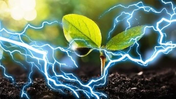 Bitkilerden Elektrik Üretilebileceği Anlaşıldı