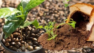 Bitkinin büyümesi için neler gerekli? En hızlı bitki büyüten o yöntem!