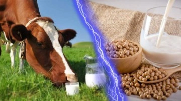 Bitkisel Süt Alternatifleri, "Süt" Olarak Kabul Edebilir!