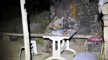 Bitlis’te piknik sofrasının misafirisi ayılar oldu