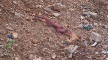 Bodrum'da derisi yüzülmüş tilki bulundu