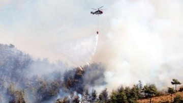 Bodrum'da Ormanlık Alanda Yangın Başladı