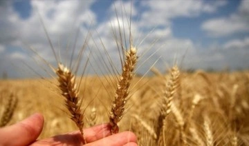 Buğday fiyatları 5 ayın en düşük seviyesinde: Tahıl koridoru gıda enflasyonunu düşürecek mi?