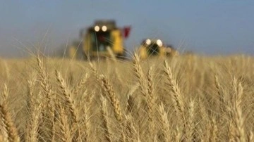 Buğday fiyatları iki ayın zirvesini gördü