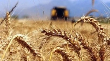 Buğday ve ayçiçek yağı fiyatı sert düştü